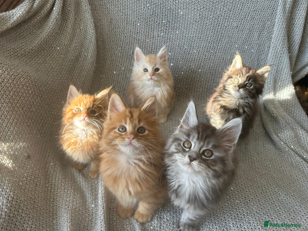 Maine Coon cats for sale: 5 tica registered mainecoon kittens  - Image 1