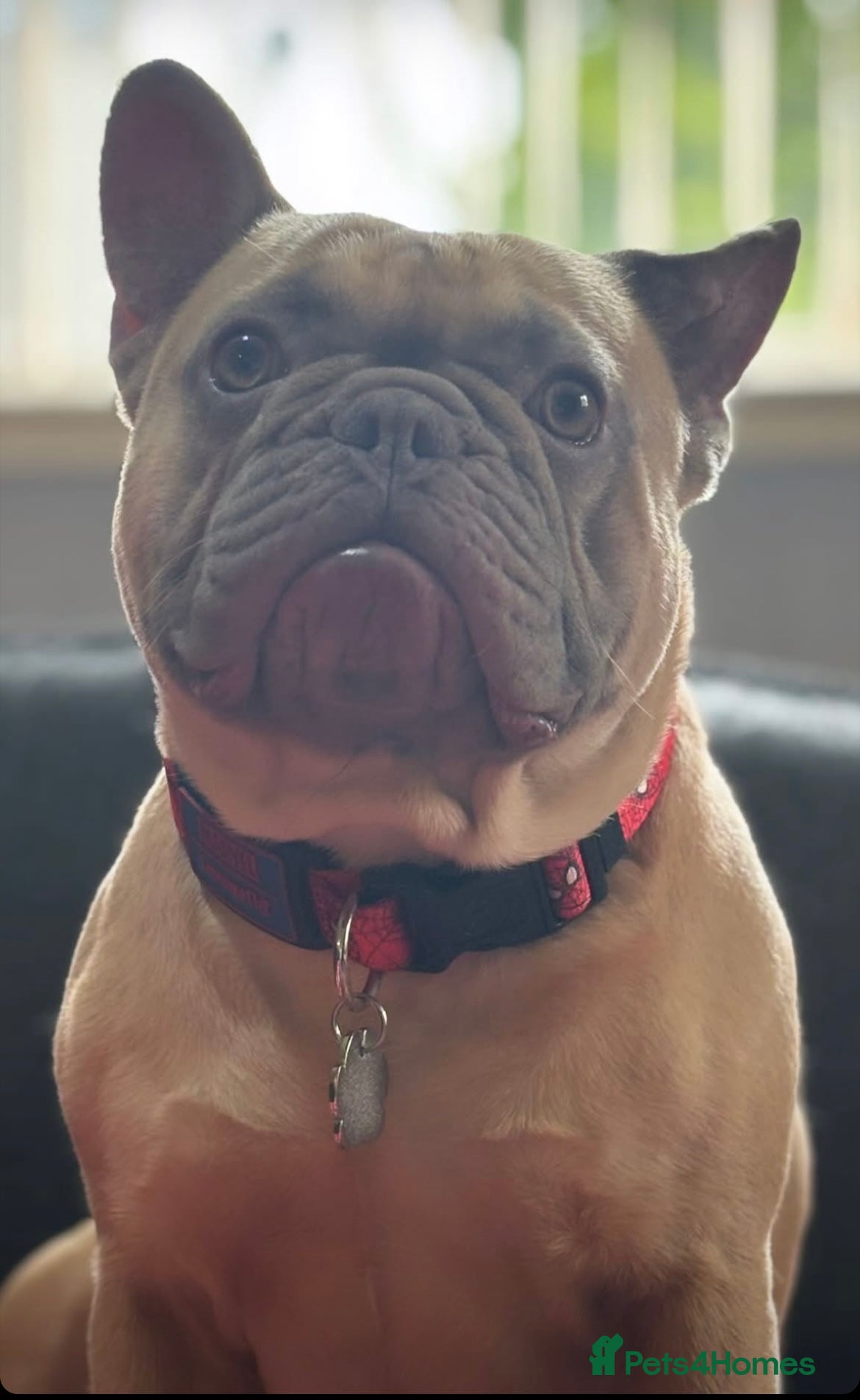 French Bulldog dogs Kc reg Lilac and fawn for stud -proven in Darvel - Advert 6