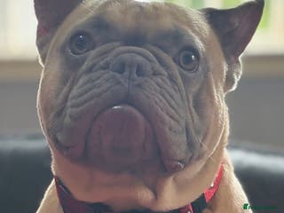 French Bulldog dogs Kc reg Lilac and fawn for stud -proven in Darvel - Advert 9