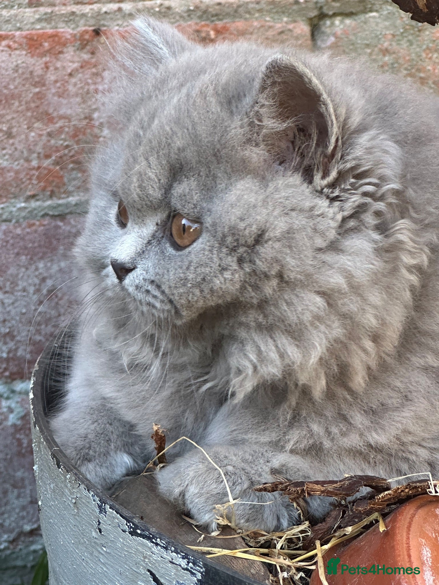 British Shorthair cats 5 Stunning BSH Blue and Lilac Kittens - Advert 2