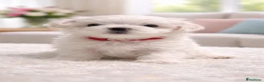 Maltese 1