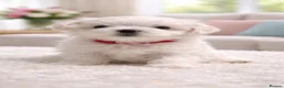 Maltese dogs for sale: Beautiful Maltese Puppies – 1 Boy, 2 Girls. - Advert 3