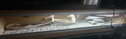 Mixed Breed reptiles for sale: Mix job lot selling my sons replites from £40-£900 - Advert 11