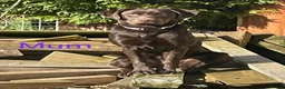 Labrador Retriever dogs for sale: Chocolate Labrador Puppies in Spalding - Advert 13