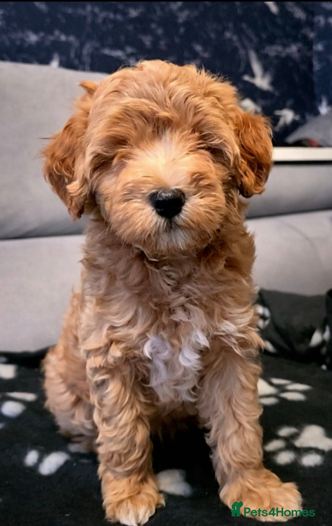 Maltipoo dogs Maltipoo Puppies with Confirmed Parentage - Advert 13