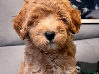 Maltipoo dogs Maltipoo Puppies with Confirmed Parentage - Advert 13