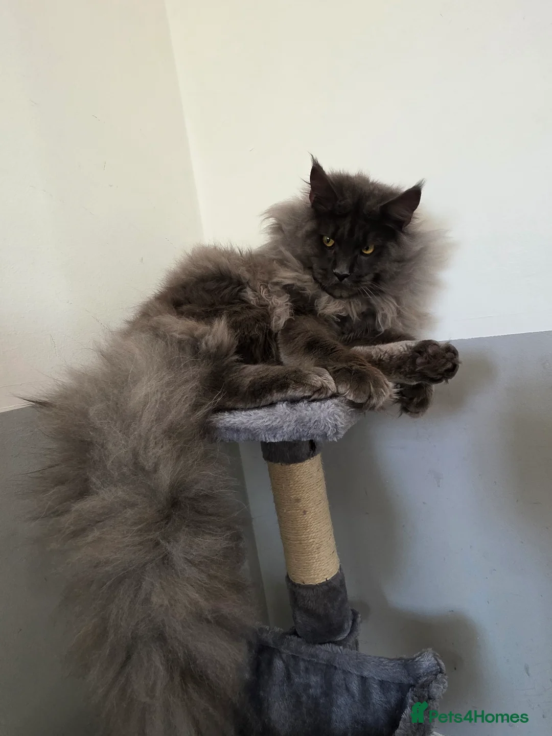Maine Coon cats for stud: !!Championship maine coon stud!! - Advert 1