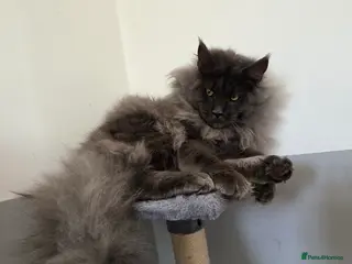 Maine Coon cats !!Championship maine coon stud!! - Advert 1