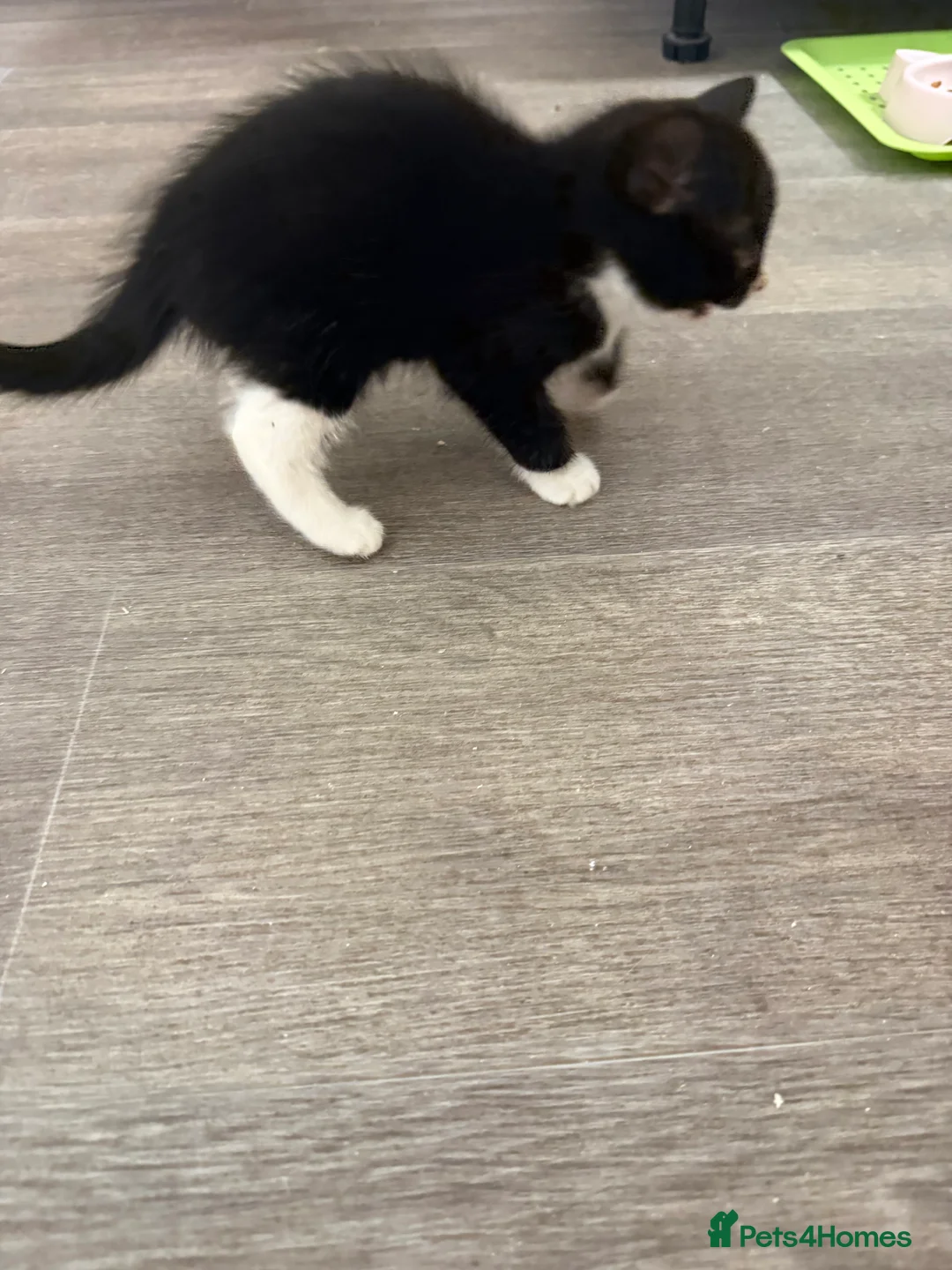 Mixed Breed cats for sale: Kittens - Advert 6