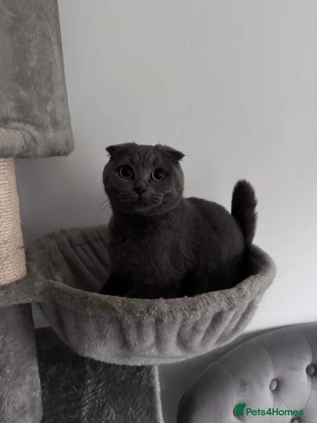 British Shorthair cats for sale: British shorthair kittens in Rochdale - Advert 32