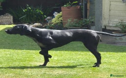 German Shorthaired Pointer dogs for sale: German Shorthaired Pointer/Irish Setter-Poinsetter - Image 3