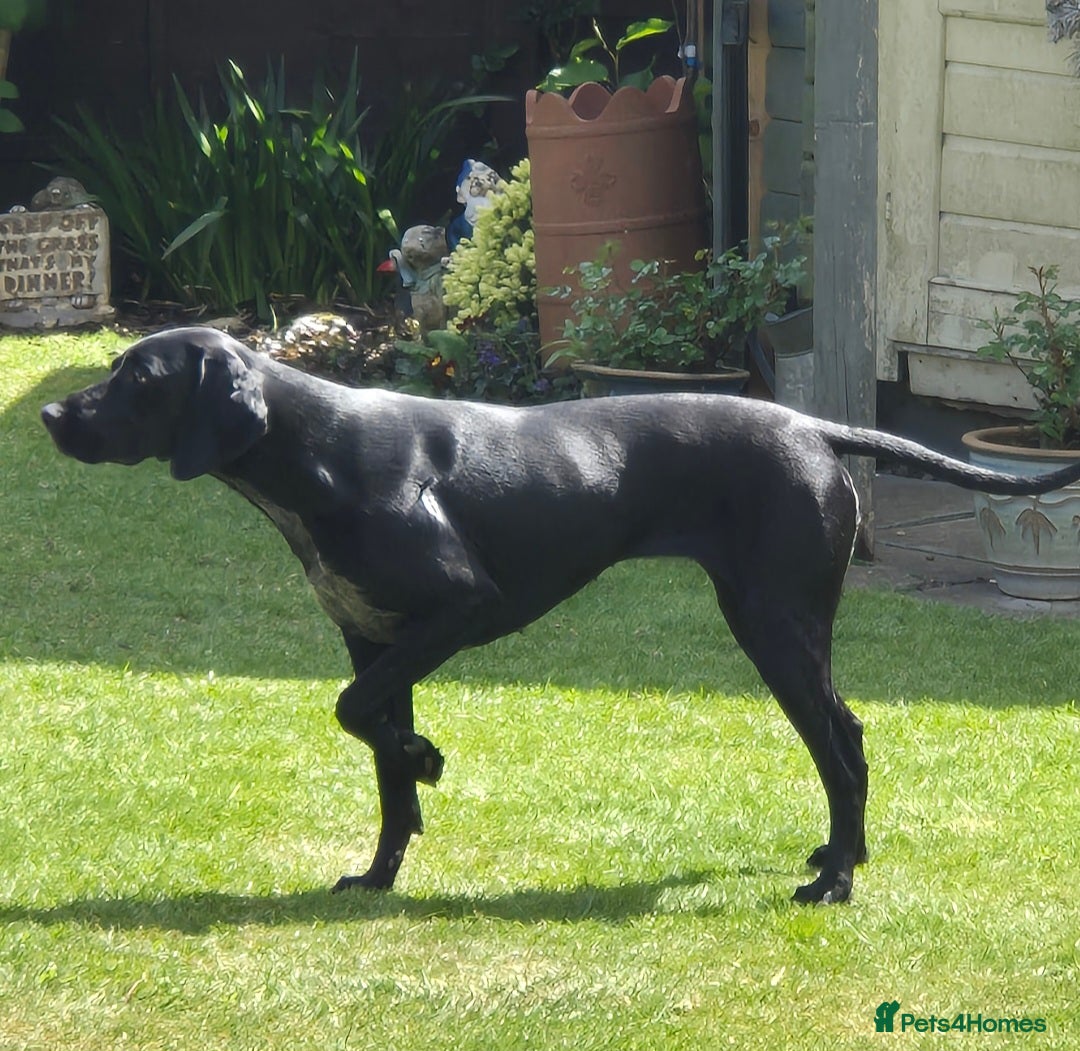 German Shorthaired Pointer dogs for sale: German Shorthaired Pointer/Irish Setter-Poinsetter - Image 3