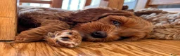 Australian Labradoodle dogs for sale: Last minute cancellation💙♥️Australian labradoodle - Advert 8