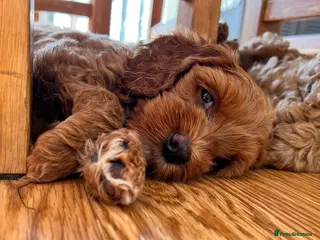 Australian Labradoodle dogs Last minute cancellation💙♥️Australian labradoodle - Advert 7