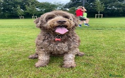 Labradoodle dogs for sale: Labradoodle 12th+ generation  - Image 7