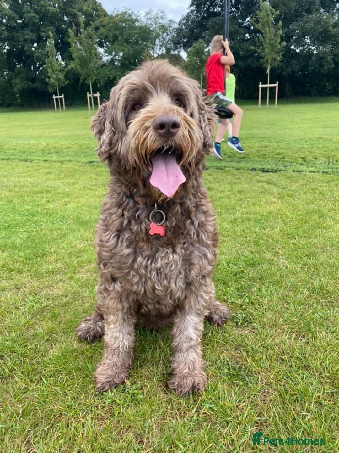 Labradoodle dogs for sale: Labradoodle 12th+ generation  - Image 7