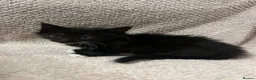 Mixed Breed cats for sale: Cute, Cuddly Kittens Ready for Their Forever Homes - Advert 13