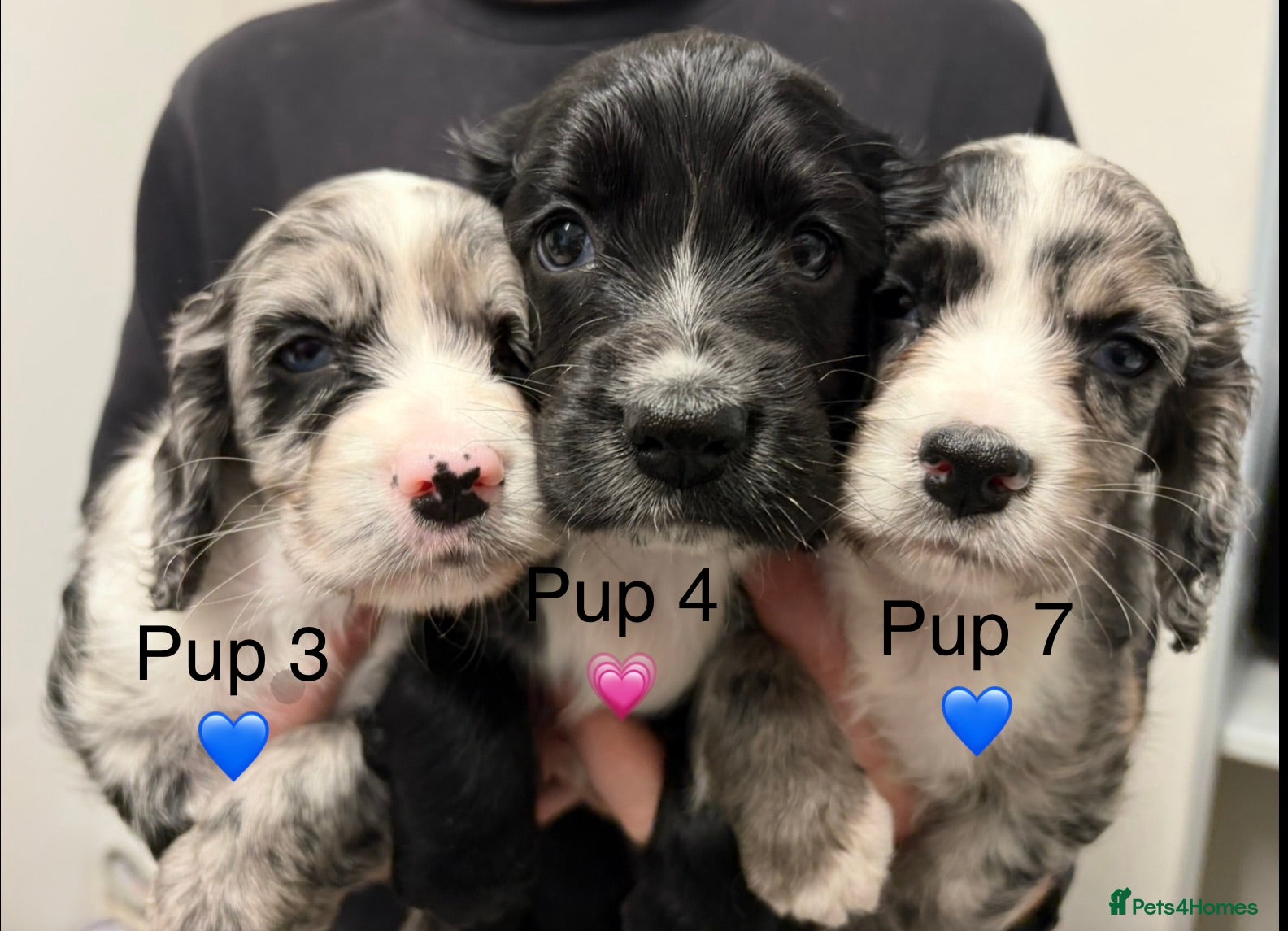 Sprocker dogs ✨ Adorable Boy + Girl remaining, Ready  16/12  - Advert 3