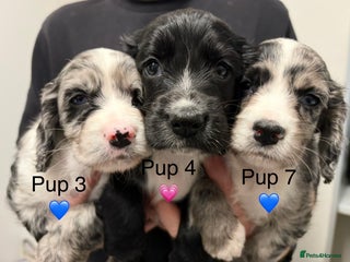 Sprocker dogs ✨Stunning Sprocker pups ✨ ready 16th December - Advert 15