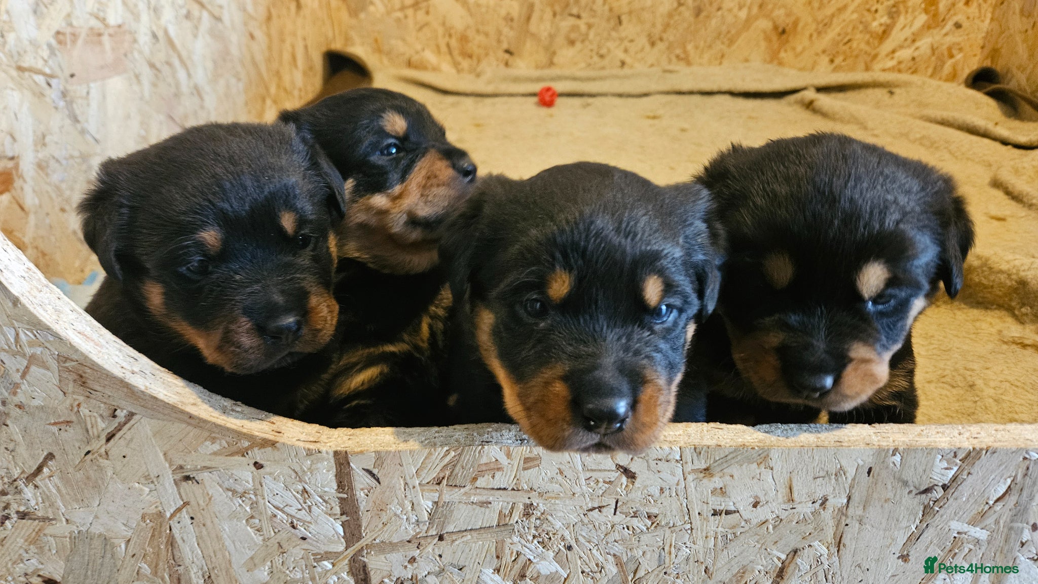 Rottweiler dogs 4 beautiful rottweiler puppies - Advert 1