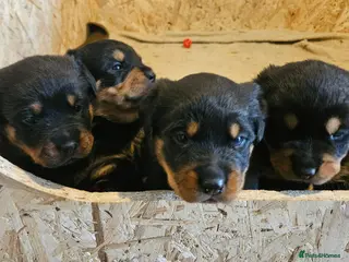 Rottweiler dogs 4 beautiful rottweiler puppies - Advert 1