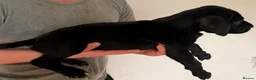 Mixed Breed dogs for sale: Cane Corso - Advert 3