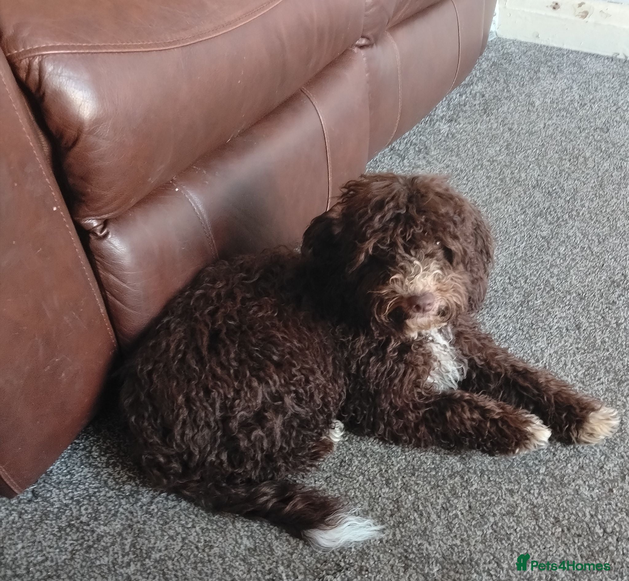 Mixed Breed dogs Spanish water dog - Advert 5