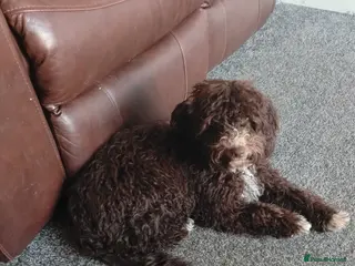 Mixed Breed dogs Spanish water dog - Advert 5