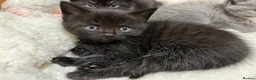 British Shorthair cats for sale: Our last Half British Shorthair Boy - Advert 6