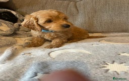 Cockapoo dogs for sale: Cockapoo puppies  - Image 2