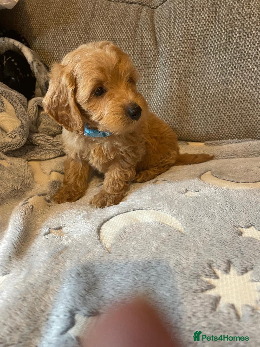 Cockapoo dogs for sale: Cockapoo puppies  - Image 2