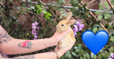 Mini Lop rabbits - Advert 8