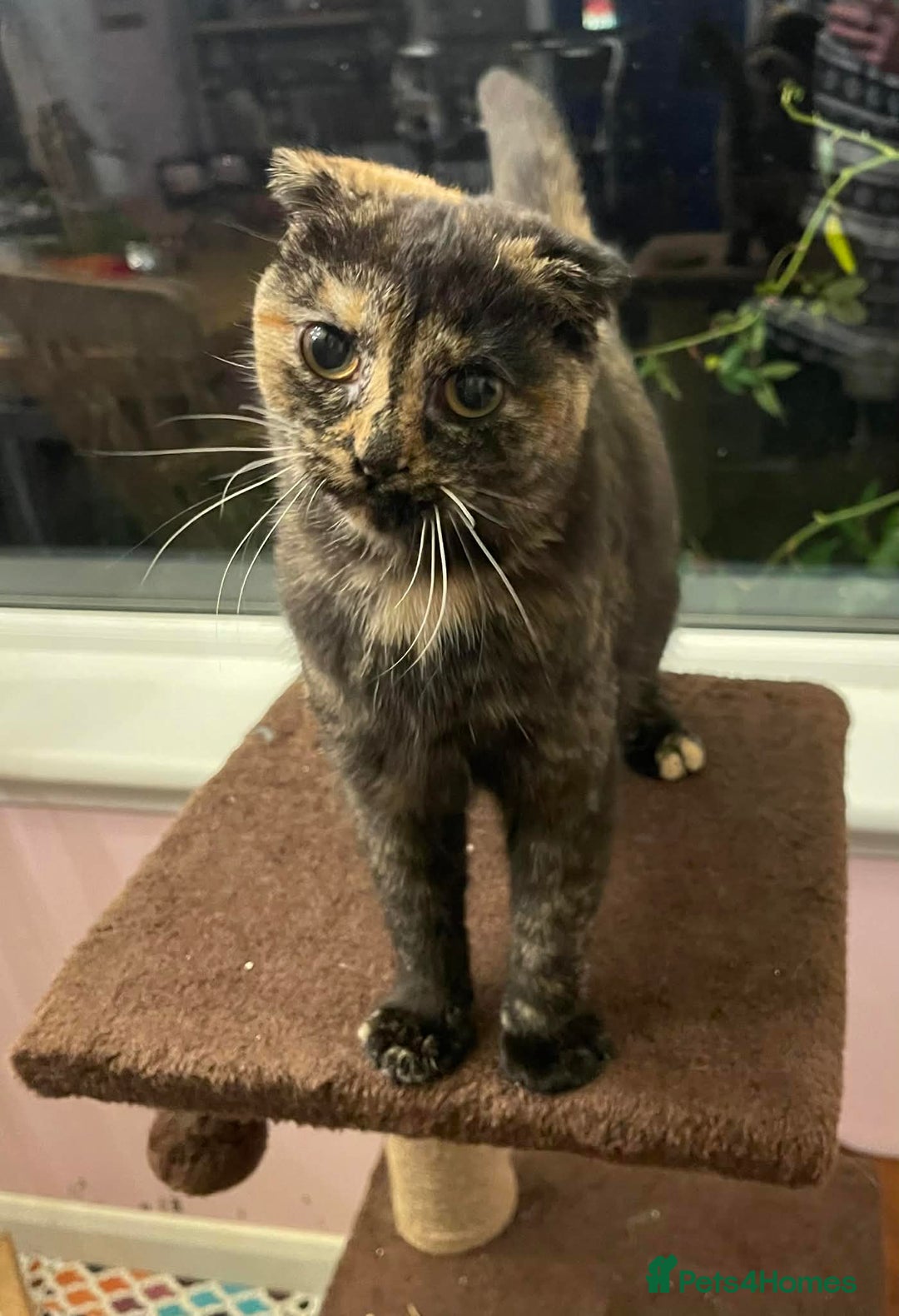 Munchkin cats for sale: Munchkin x Scottish Fold - Advert 24