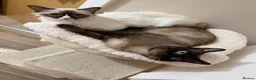 Siamese cats for sale: Siamese male cat - Advert 1