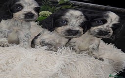 Cocker Spaniel dogs for sale: Exceptional Pedigree Show Type English Cockers  - Image 20