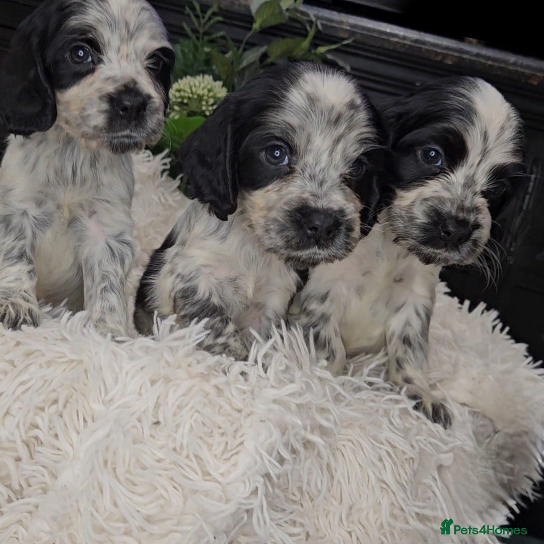 Cocker Spaniel dogs for sale: Exceptional Pedigree Show Type English Cockers  - Image 20