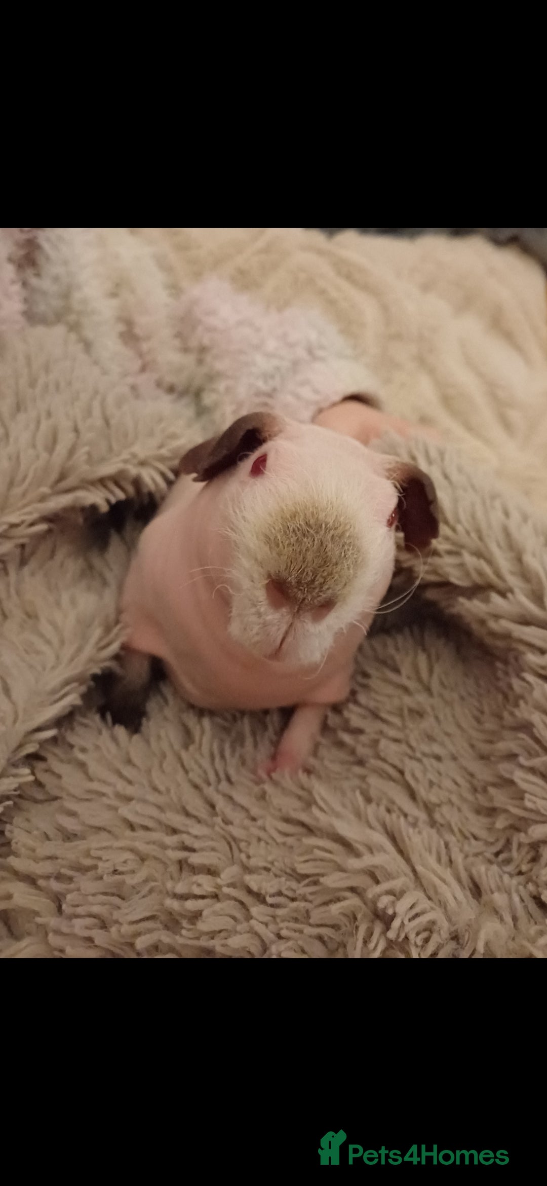 Guinea Pig rodents Skinny pig Male in Sunderland - Advert 5