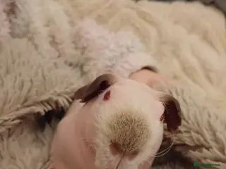 Guinea Pig rodents Skinny pig Male in Sunderland - Advert 5