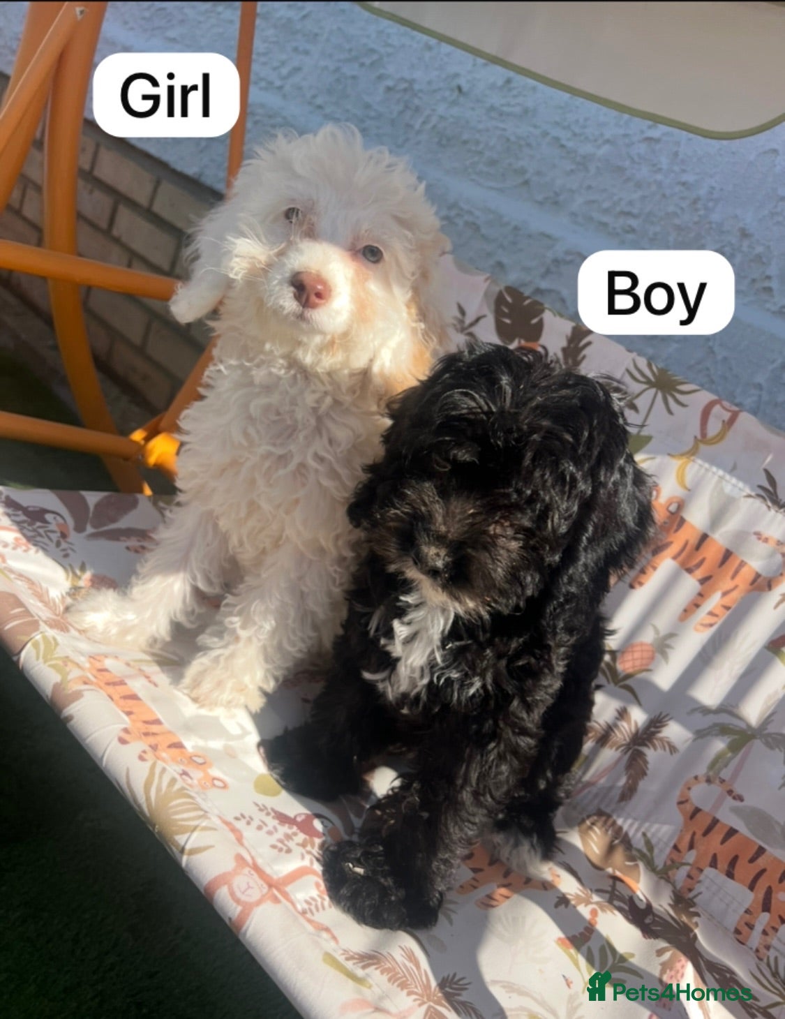 Cockapoo dogs Cockapoo - Advert 15