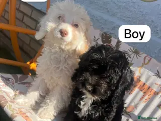 Cockapoo dogs Cockapoo - Advert 15