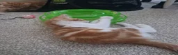 Mixed Breed cats for sale: KITTENS: 3 ginger males and one black white female in Manchester - Advert 5