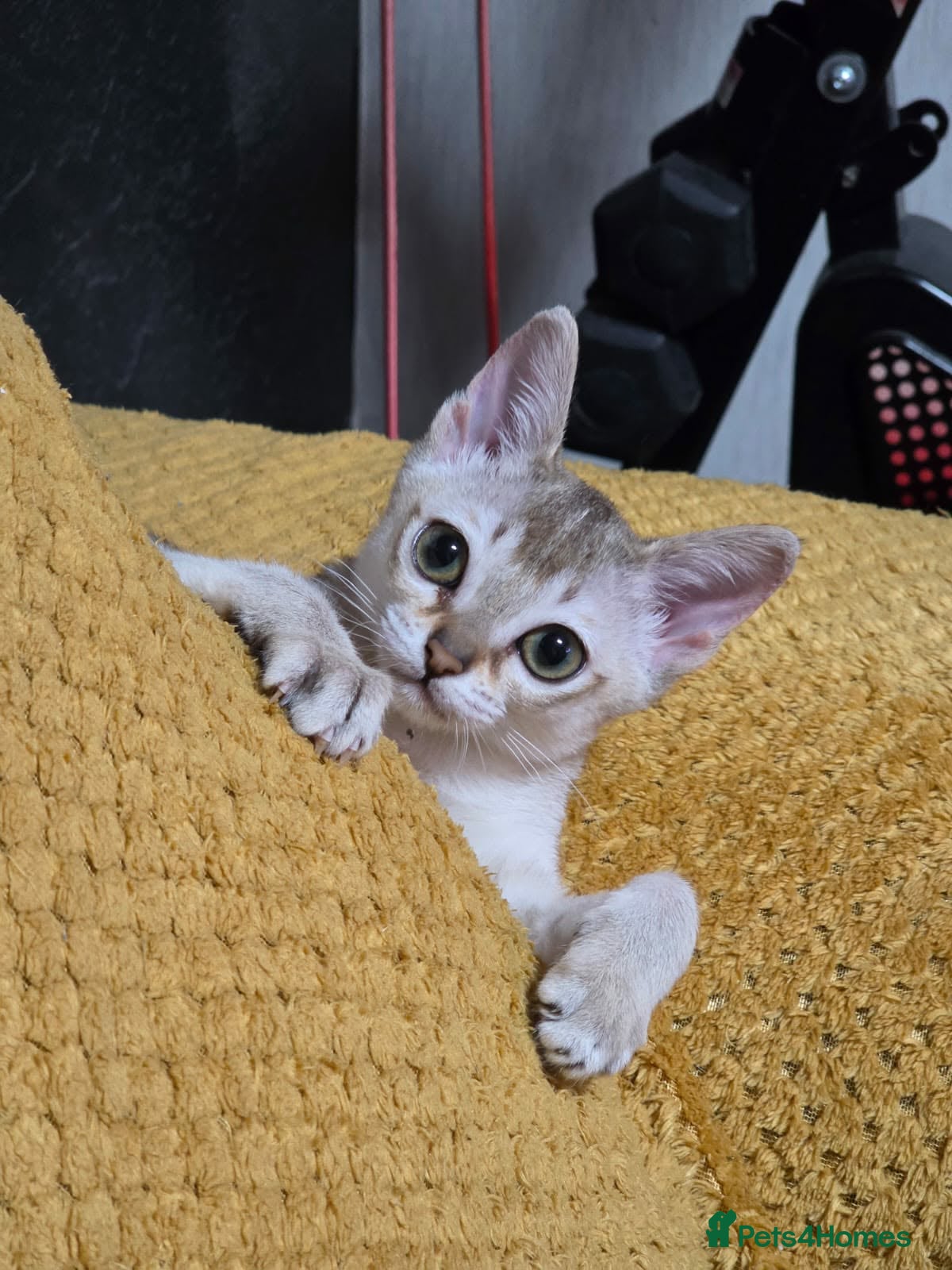 Singapura cats Stunning Singapura girl  - Advert 4