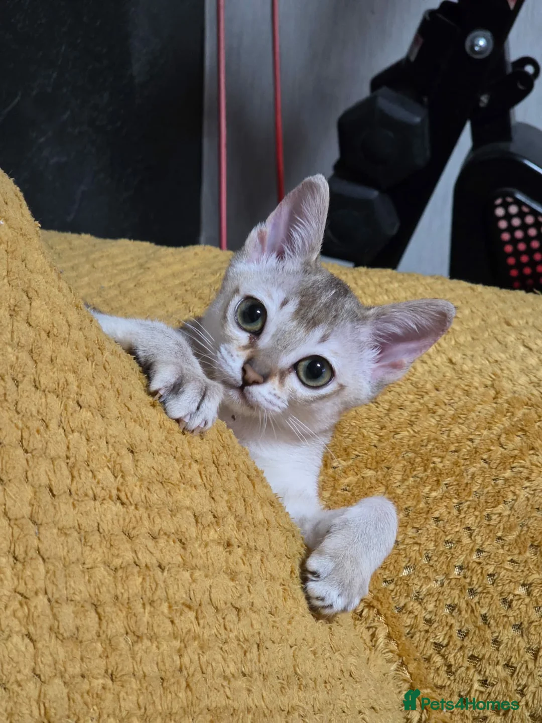 Singapura cats for sale: Stunning Singapura girl  - Advert 1