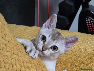 Singapura cats Stunning Singapura girl - Advert 4