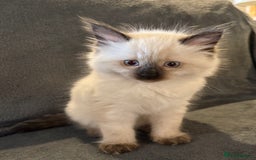 Ragcoon cats for sale: Stunning Maine Coon x Ragdoll kittens - Image 9