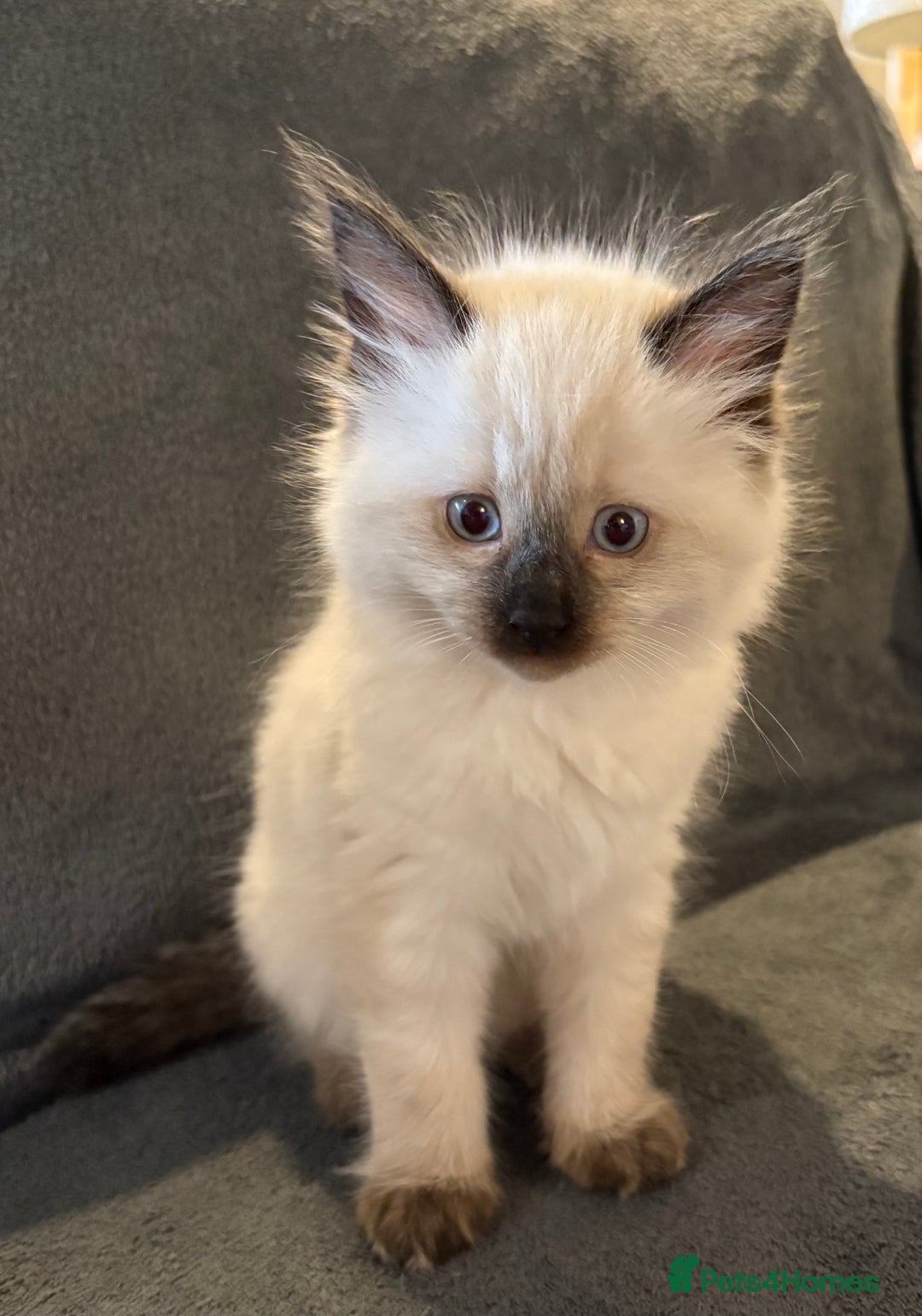 Ragcoon cats for sale: Stunning Maine Coon x Ragdoll kittens - Image 9