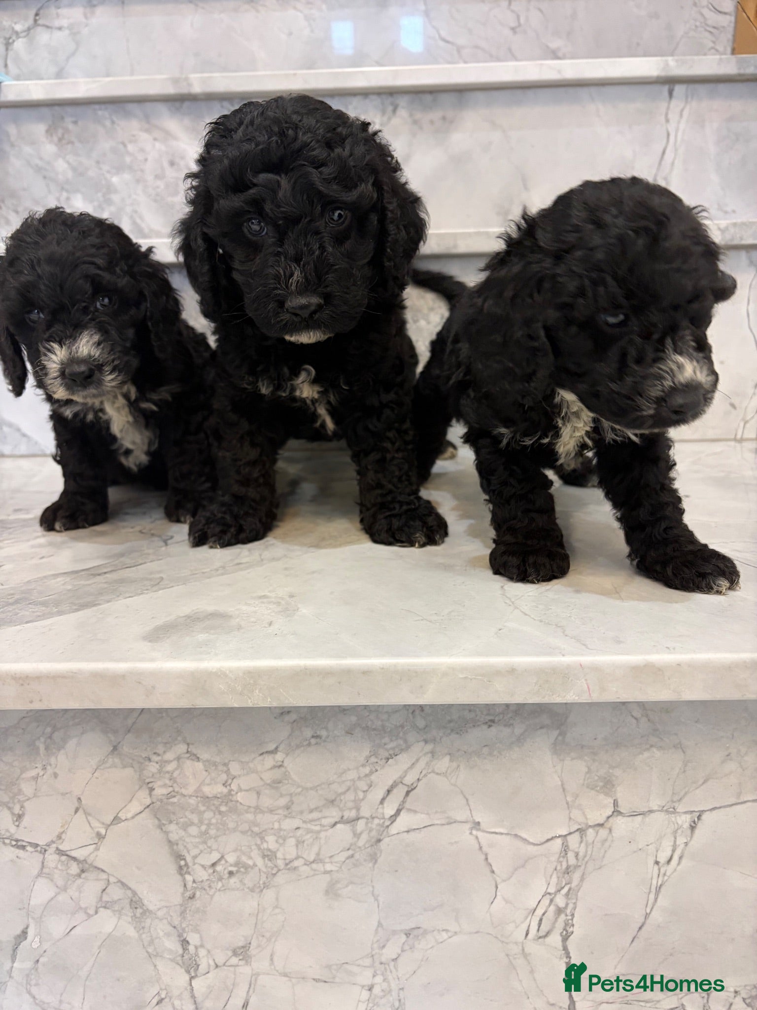 Cockapoo dogs 🐾STUNNING F1 COCKERPOOS 🐾 - Advert 2