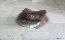 Pomeranian dogs for stud: Pomeranian dog-Bruno(boy) - Image 3