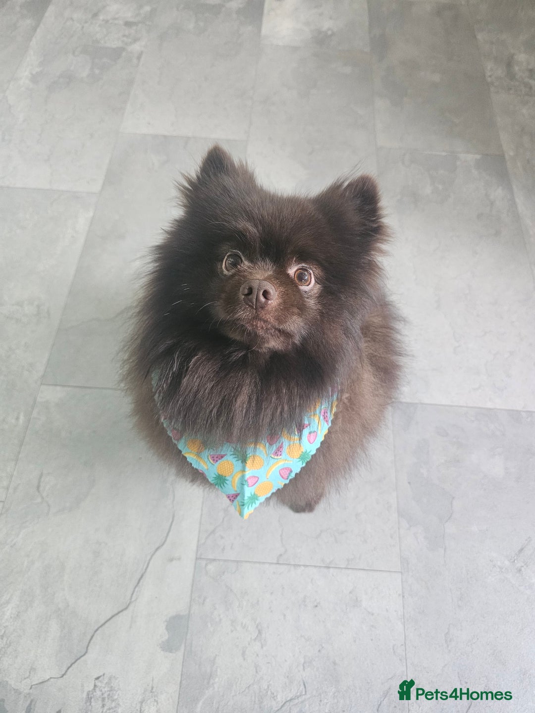 Pomeranian dogs for stud: Pomeranian dog-Bruno(boy) - Image 3