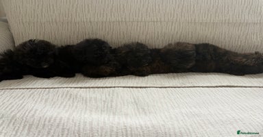 Mixed Breed dogs - Advert 5